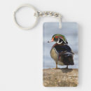 Search for wetlands key rings Aix sponsa