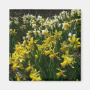 Search for white daffodil magnets Narcissus