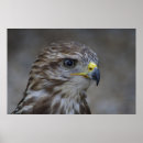 Search for buzzard posters Predator