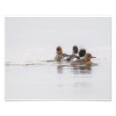 Search for merganser posters Wildlife