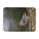 Search for tree trunk magnets Animal