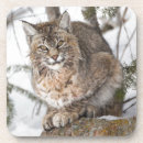 Search for lynx coasters Carnivore