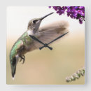 Search for hummingbirds clocks Flowers