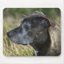 Search for american pit mousepads Dog