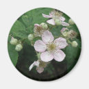 Search for blackberries magnets Summer