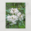 Search for mountain laurel flower postcards Flowers