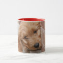 Search for goldendoodle puppy mugs Pet