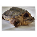 Search for snapping turtle Turtles