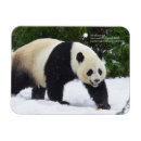 Search for giant seasonal cards Bear