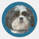 Search for shih tzu dog stickers Black
