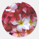Search for plumeria wedding stickers Hawaii