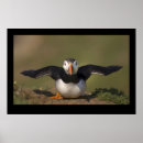 Search for flapping posters Bird