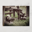 Search for panda postcards Retro