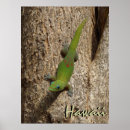 Search for cute lizard posters Gecko