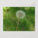 Search for puff postcards Dandelion