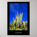 Search for agave posters Flora