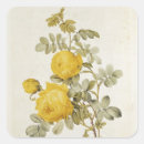 Search for rosa stickers Redoute