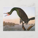 Search for audubon postcards Birds of america