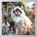 Search for himalayan cat posters Ragdoll
