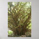 Search for banyan posters Hawaii