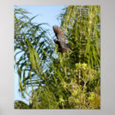 Search for flying crows posters Blackbird