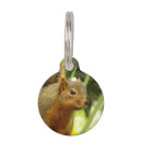 Search for squirrel pet supplies Nature