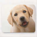 Search for yellow lab puppy electronics Yellow labrador retriever
