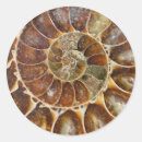 Search for snails shell stickers Animal