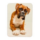Search for backdrop magnets Animal