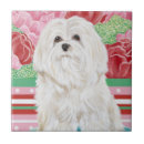 Search for maltese tiles Pet