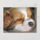 Search for charles spaniel postcards Pet