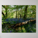 Search for bluebell art woods