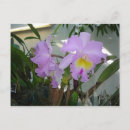 Search for purple iris postcards Orchid