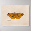 Search for vintage moth illustration posters Drawing