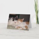 Search for maine coon cards Cute