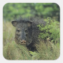 Search for javelina nature