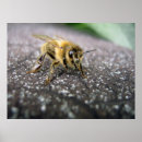 Search for honey bee posters Insect
