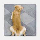 Search for rear magnets Dog
