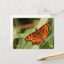 Search for comma postcards Insect