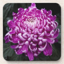 Search for chrysanthemum photography Plant