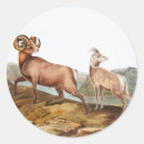 Search for mountain sheep stickers Wildlife