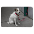 Search for leashed magnets Sitting