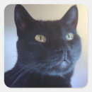 Search for pet portraits stickers Kitty