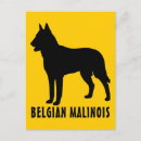 Search for malinois postcards Dog