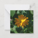 Search for anniversary wishes cards invites Flowers