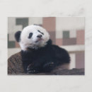 Search for bear cat postcards Funny