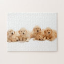 Search for golden retriever puppy puzzles Animal