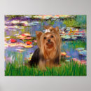 Search for yorkshire terrier posters Pets