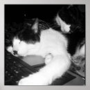 Search for computer love posters Cat