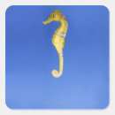 Search for sea horse stickers Sealife